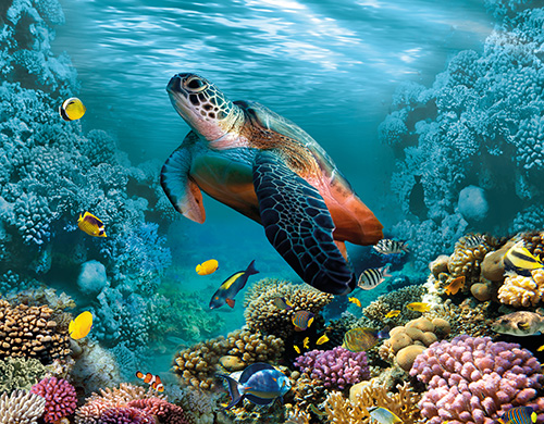 sea turtle_img